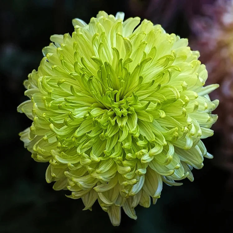 Green Giant Chrysanthemum Seeds